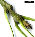 SpeciesSub: subsp. syriaca SpeciesSub: subsp. syriaca